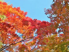 公園の紅葉　　赤と青空