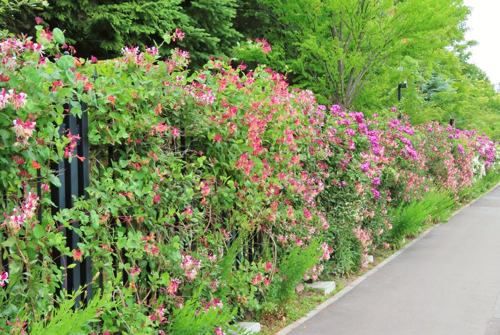 花のフェンス By Okattsu Id 写真共有サイト Photohito