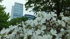 通勤路の草花　３