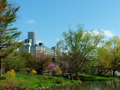 新緑と呼べる景色