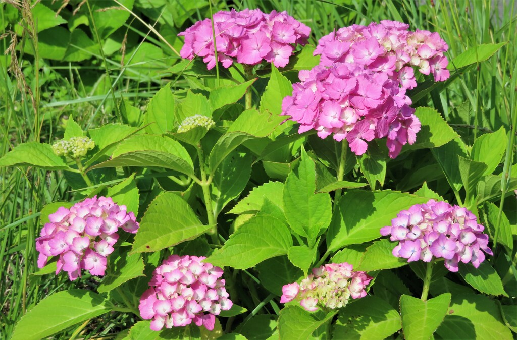 道端の紫陽花