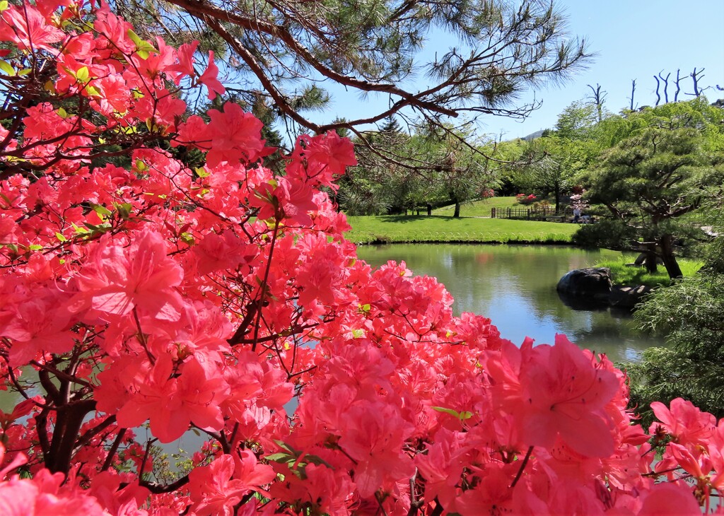 赤い花と庭園