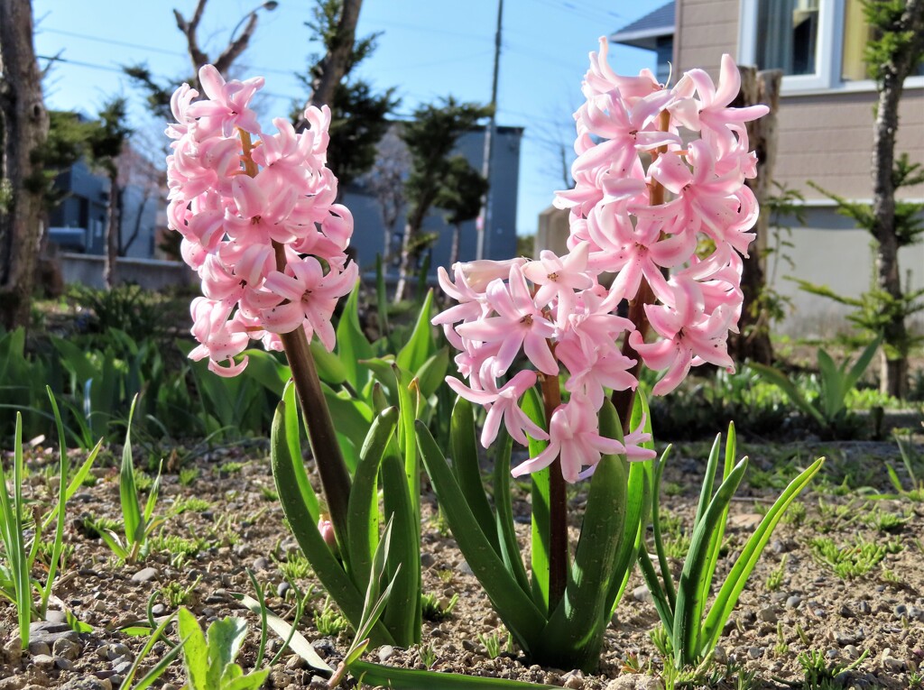 ツインズ