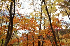 紅葉　２