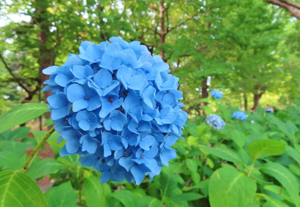紫陽花　色の濃いのを狙いました