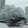 白い花