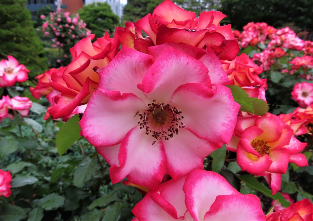街中の花園　５