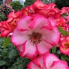 街中の花園　５