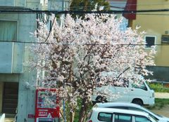 世界の社窓から