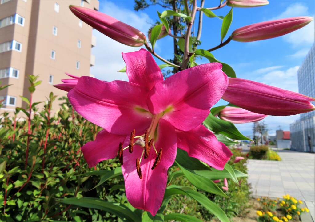 路傍の花　３