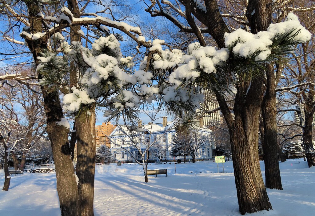 ふんわりと積雪