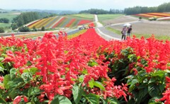 美瑛　サルビア