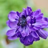 温室育ち　妖艶な紫