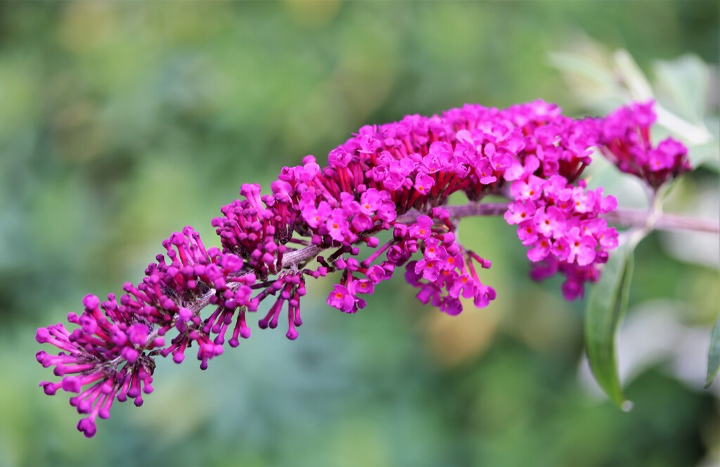 札幌　８月の花事情　４２