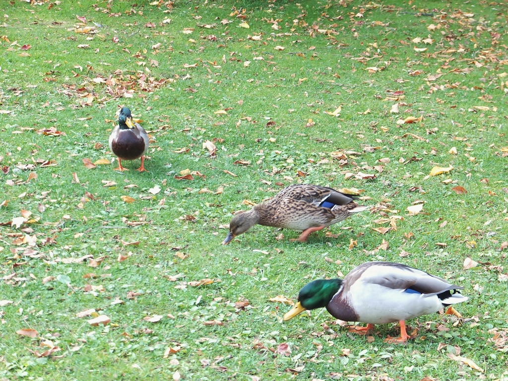 鴨の食事　陸上編