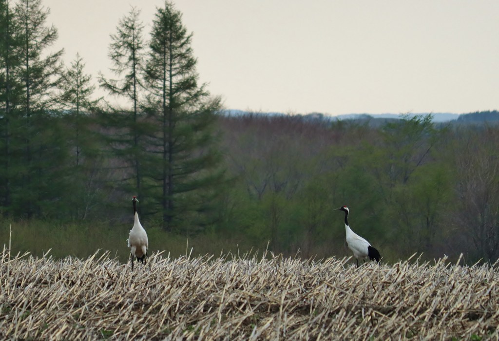 野生の丹頂鶴