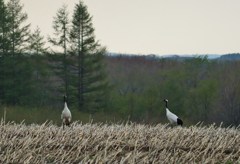 野生の丹頂鶴