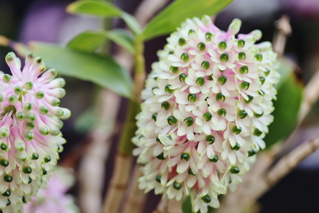 Greenhouse　flowers　Ⅰ
