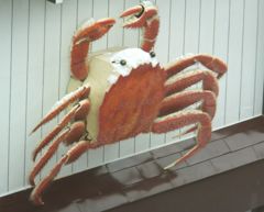 毛蟹　壁を登る！