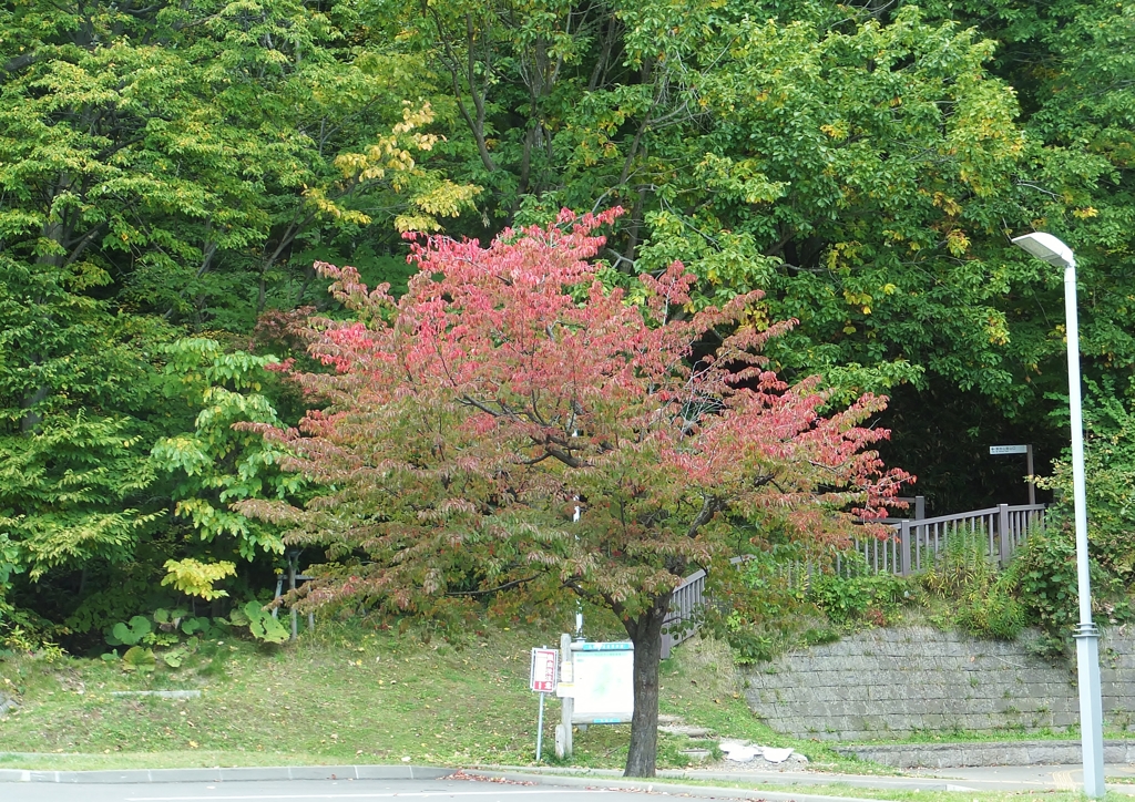 10月  少しだけ紅葉
