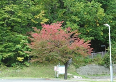 10月  少しだけ紅葉