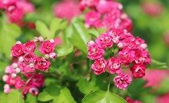 花　５