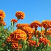 9月の花は、9月のうちに　５