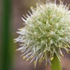 庭の花　４