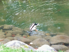 鴨の食事　水中編