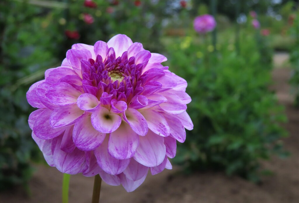 今日も旬の花　３