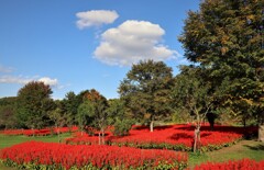 赤い花のガーデン