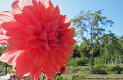 札幌　９月の花だよ　３