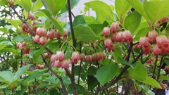 通勤路の草花　５