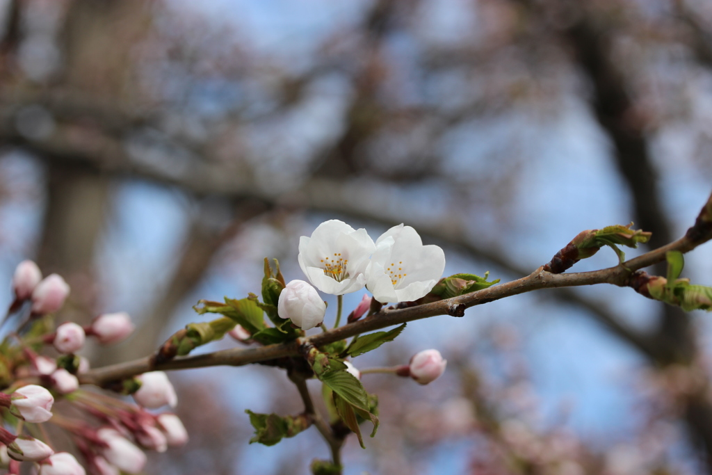 桜　3