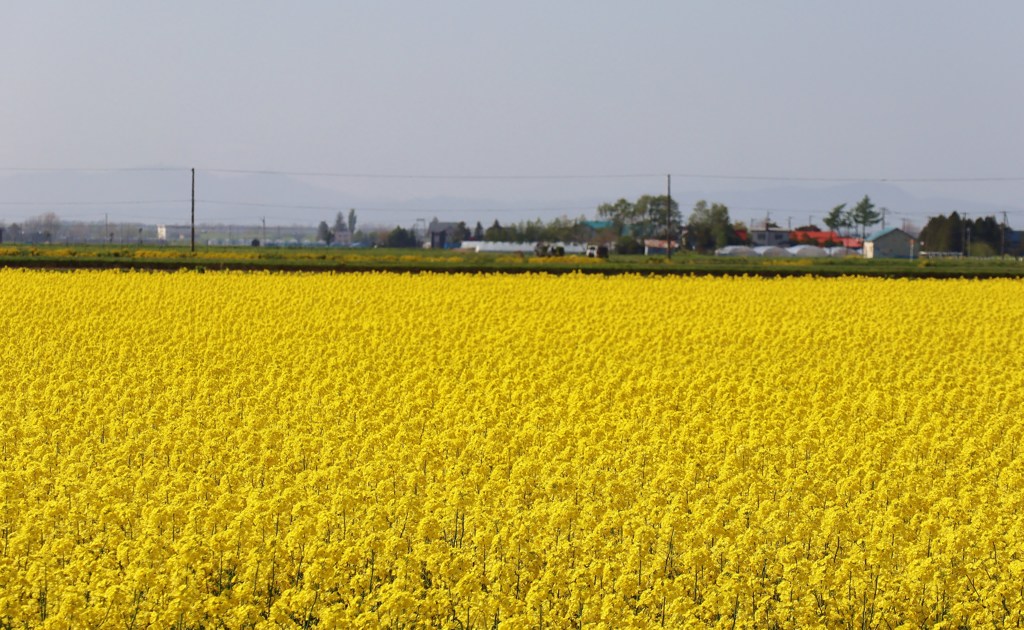 菜の花畑