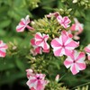札幌　８月の花事情　４１