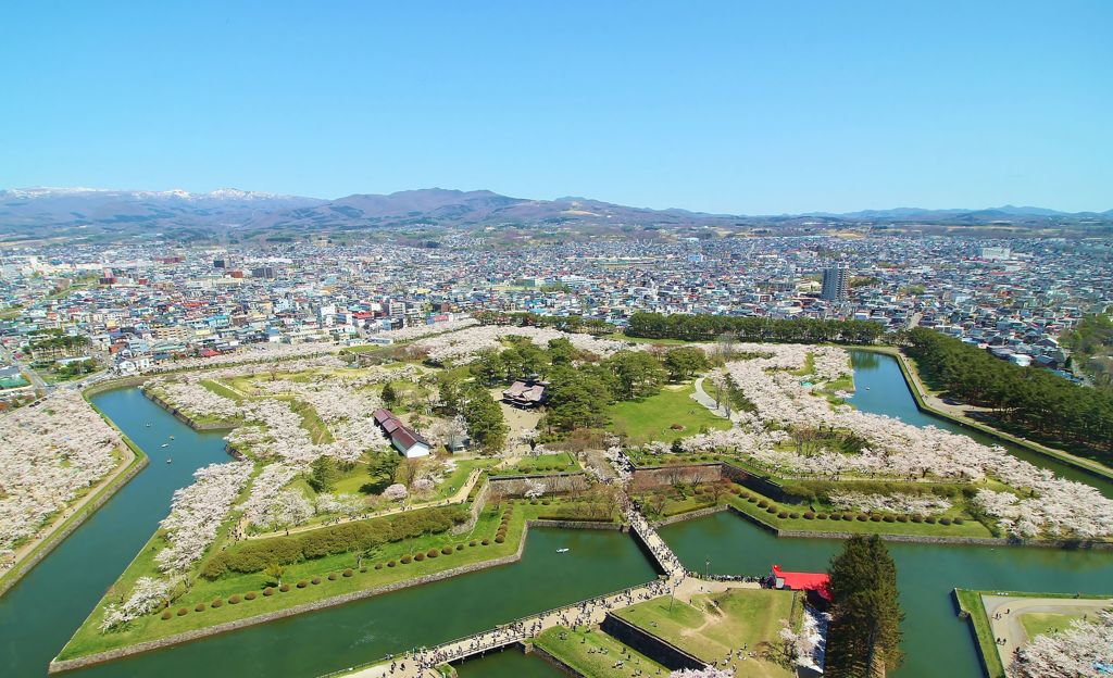 五稜郭の桜　Ⅳ