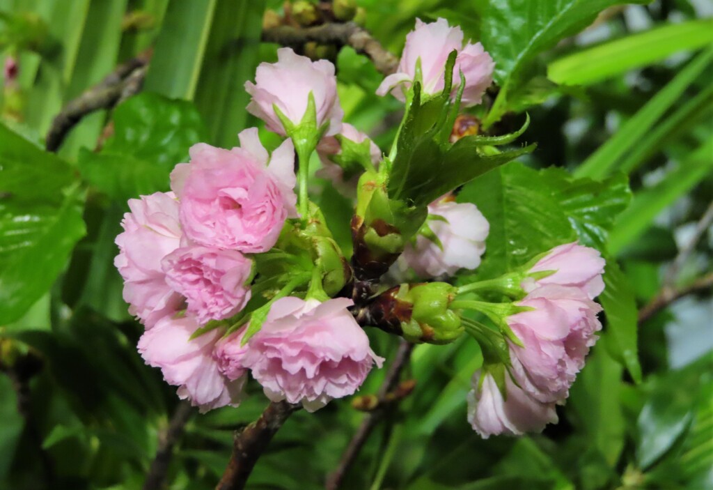 夏の桜