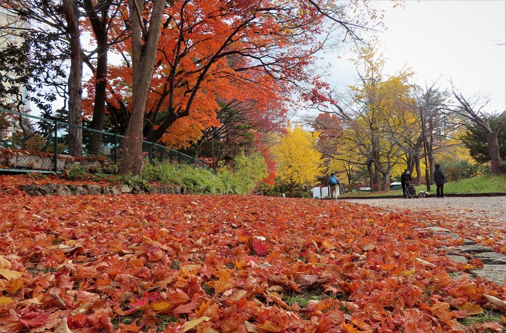 紅い絨毯