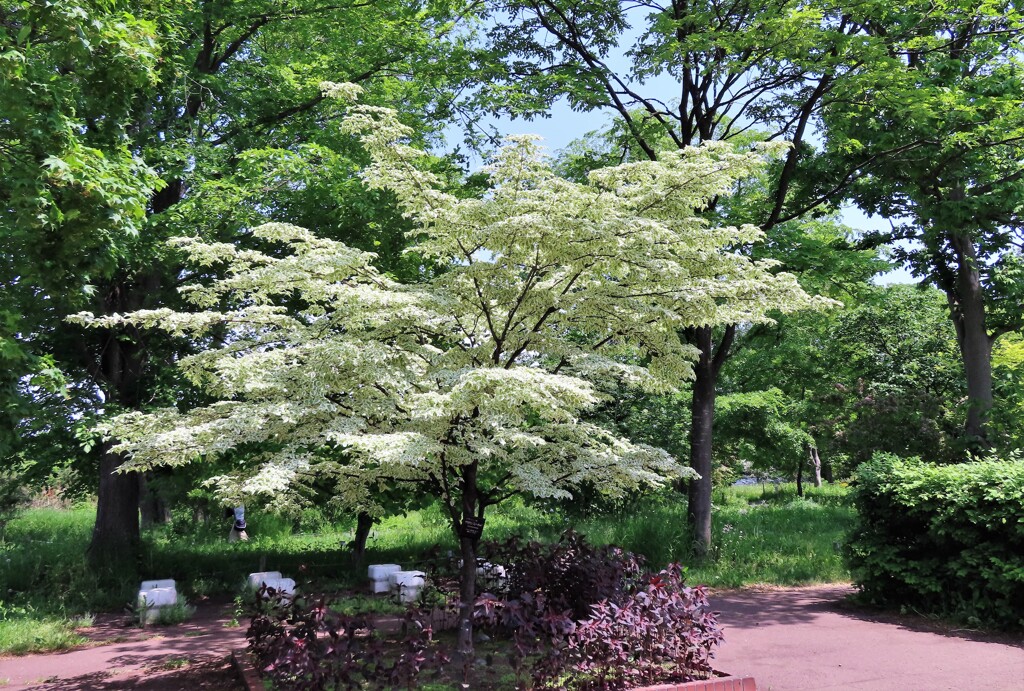 公園の木や花　１３