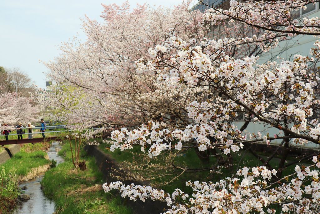 千島桜　Ⅰ