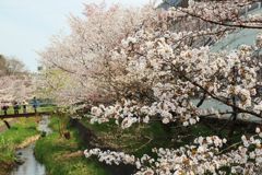 千島桜　Ⅰ