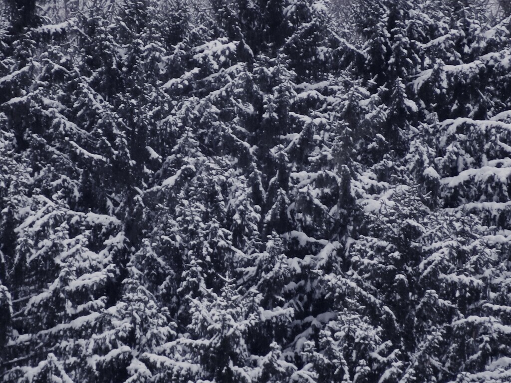 雪の森