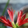 秋　花事情　７