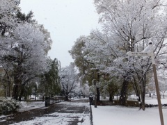 初雪二日目　中島公園