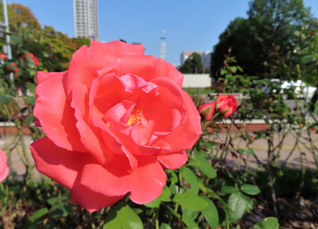 秋華　大通公園　２