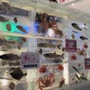 魚氷
