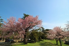 今日も花たち　平成最後撮り　1