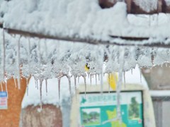 ツララ（氷柱）の季節