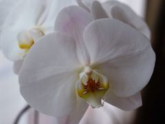 胡蝶蘭　Ⅱ